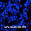 Immunofluorescence analysis of Rat lung tissue using Phospho-CHEK2 (Thr68) Polyclonal Antibody at dilution of 1:200