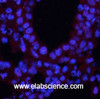 Immunofluorescence analysis of Mouse lung tissue using Phospho-CREB1 (Ser133) Polyclonal Antibody at dilution of 1:200