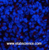 Immunofluorescence analysis of Rat spleen tissue with Phospho-ERK 1/2 (Tyr204) Polyclonal Antibody at dilution of 1:200