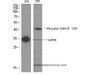 Western Blot analysis of 293 cells using Phospho-GSK3 beta (Ser9) Polyclonal Antibody at dilution of 1:1000