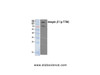 Western Blot analysis of HeLa extracts of mitotic cells generated by treatment with Phospho-ITGB1 (Thr788) Polyclonal Antibody