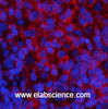Immunofluorescence analysis of Rat spleen tissue using Phospho-PI 3 kinase p85 alpha /gamma (Tyr467/199) Polyclonal Antibody at dilution of 1:200