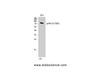 Western Blot analysis of 3T3 cells with Phospho-PKC delta (Thr507) Polyclonal Antibody