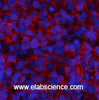 Immunofluorescence analysis of Rat spleen tissue with Phospho-Stat1 (Tyr701) Polyclonal Antibody at dilution of 1:200
