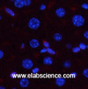 Immunofluorescence analysis of Mouse liver tissue with Phospho-p38 (Thr180/Tyr182) Polyclonal Antibody at dilution of 1:200