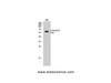 Western Blot analysis of VEC cells with Phospho-Smad2/3 (Thr8) Polyclonal Antibody