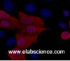 Immunofluorescence analysis of 293 cells transfected with a His tag protein tissue using His-Tag Monoclonal Antibody at dilution of 1:1000.