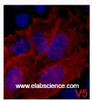 Immunofluorescence analysis of 293 cells transfected with a V5 tag protein tissue using V5-Tag Monoclonal Antibody at dilution of 1:2000.