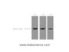 Western Blot analysis of 0.5ug MBP fusion protein using MBP-Tag Monoclonal Antibody at dilution of 1) 1:3000 2) 1:5000 3) 1:10000.