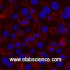 Immunofluorescence analysis of Mouse liver tissue using GAPDH Monoclonal Antibody at dilution of 1:200.