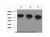 Western Blot analysis of 1) Hela, 2) Rat brian, 3) Mouse brain using alpha Tubulin Monoclonal Antibody at dilution of 1:5000.