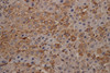 Immunohistochemistry of paraffin-embedded mouse liver using alpha Tubulin Monoclonal Antibody at dilution of 1:200