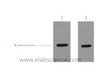 Western Blot analysis of 2ug HA fusion protein using HA-Tag Polyclonal Antibody at dilution of 1:1000.