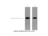 Western Blot analysis of 1ug GFP fusion protein using GFP-Tag Polyclonal Antibody at dilution of 1) 1:5000 2) 1:1000.