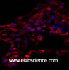 Immunofluorescence analysis of Human lung tissue using alpha Tubulin Polyclonal Antibody at dilution of 1:200.