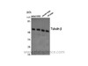 Western Blot analysis of various cells using beta Tubulin Polyclonal Antibody at dilution of 1:2000.