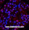 Immunofluorescence analysis of Rat kidney tissue using beta Tubulin Polyclonal Antibody at dilution of 1:200.