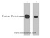 Western Blot analysis of 1ug Myc fusion protein using Myc-Tag Monoclonal Antibody at dilution of 1) 1:5000 2) 1:10000.