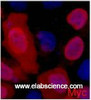 Immunofluorescence analysis of 293 cells transfected with a Myc tag protein tissue using Myc-Tag Monoclonal Antibody at dilution of 1:2000.