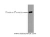 Western Blot analysis of 0.5ug HA fusion protein using HA-Tag Monoclonal Antibody at dilution of 1:10000.