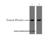 Western Blot analysis of 0.5ug GST fusion protein using GST-Tag Monoclonal Antibody at dilution of 1) 1:5000 2) 1:10000.
