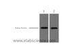 Western Blot analysis of 1ug mCherry fusion protein using mCherry-Tag Monoclonal Antibody at dilution of 1) 1:5000, 2) 1:10000.