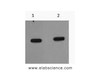 Western Blot analysis of mCherry recombinant protein using mCherry Monoclonal Antibody at dilution of 1) 1:5000 2) 1:10000.