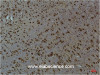 Immunohistochemistry of paraffin-embedded Mouse brain tissue using Phospho-CAMK2 beta/gamma/delta (Thr287) Monoclonal Antibody at dilution of 1:200