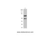 Western Blot analysis of 293 cells with Cleaved-CASP8 (D384) Polyclonal Antibody