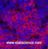 Immunofluorescence analysis of Rat spleen tissue using Cleaved-PARP1 (D214) Polyclonal Antibody at dilution of 1:200.