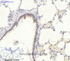 Immunohistochemistry of paraffin-embedded Rat lung tissue using AMPK alpha1/2 Polyclonal Antibody at dilution of 1:200.