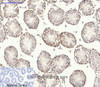 Immunohistochemistry of paraffin-embedded Mouse testis tissue using AMPK alpha1/2 Polyclonal Antibody at dilution of 1:200.