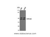 Western Blot analysis of Hela, Jurkat cells using GSK3 alpha/beta Polyclonal Antibody at dilution of 1:1000.