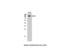 Western Blot analysis of Hela cells using HDAC4 Polyclonal Antibody at dilution of 1:2000.