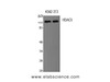 Western Blot analysis of K562, 3T3 cells with HDAC5 Polyclonal Antibody.