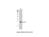 Western Blot analysis of 3T3 cells using Histone H1 Polyclonal Antibody at dilution of 1:1000.