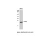 Western Blot analysis of 22RV1 cells using HSP27 Polyclonal Antibody at dilution of 1:1000.