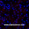 Immunofluorescence analysis of Mouse kidney tissue using HSP27 Polyclonal Antibody at dilution of 1:200.