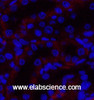 Immunofluorescence analysis of Rat kidney tissue using JAK3 Polyclonal Antibody at dilution of 1:200.