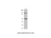 Western Blot analysis of 293T cells using NFκB-p105/p50 Polyclonal Antibody at dilution of 1:500.