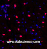 Immunofluorescence analysis of Rat heart tissue using NFκB-p105/p50 Polyclonal Antibody at dilution of 1:200.