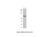 Western Blot analysis of COLO205 cells using PDPK1 Polyclonal Antibody at dilution of 1:1000.