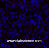 Immunofluorescence analysis of Rat lung tissue using PDPK1 Polyclonal Antibody at dilution of 1:200.