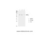 Western Blot analysis of various cells using RORC Polyclonal Antibody at dilution of 1:1000.