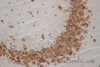 Immunohistochemistry of paraffin-embedded Mouse brain using WNT1 Polyclonal Antibody at dilution of 1:50