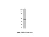 Western Blot analysis of Hela cells using Actin Polyclonal Antibody at dilution of 1:2000.