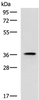 Western blot analysis of Mouse adrenal gland tissue lysate  using USP50 Polyclonal Antibody at dilution of 1:400