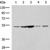 Western blot analysis of 293T and Jurkat cell lysates  using SNTA1 Polyclonal Antibody at dilution of 1:1350