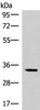 Western blot analysis of Mouse adrenal gland tissue lysate  using FOSL2 Polyclonal Antibody at dilution of 1:550