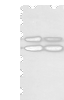 Western blot analysis of K562 and hela cell  using MAPK8 Polyclonal Antibody at dilution of 1:600